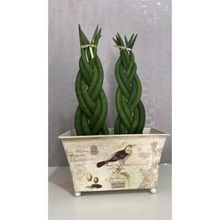 Planta Sansevieria Cylindrica trenzada - Imagen 1
